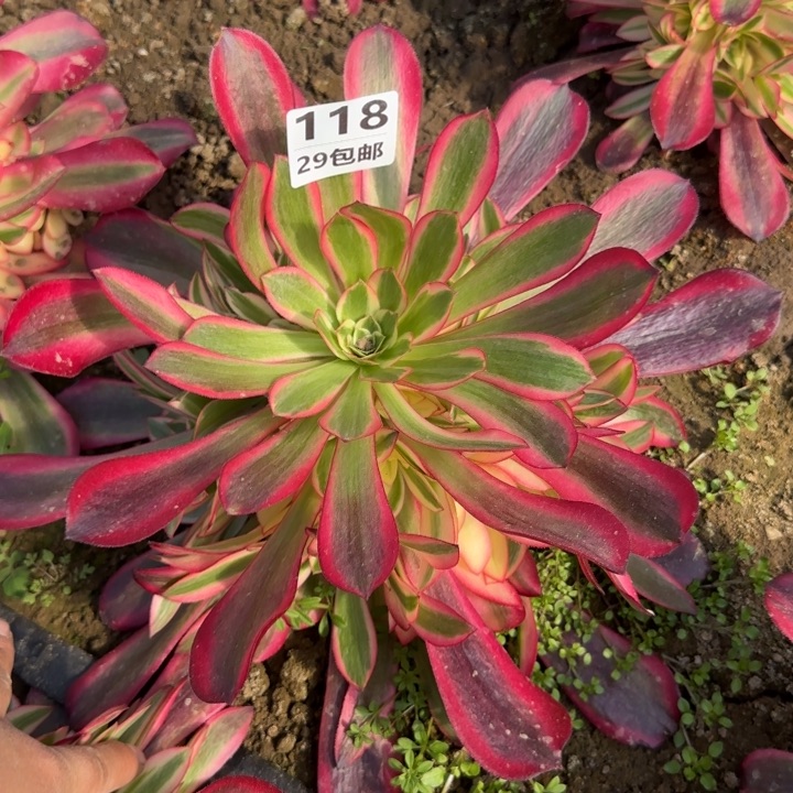 美杜……多肉植物……