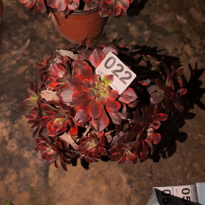 022火烧云多肉植物