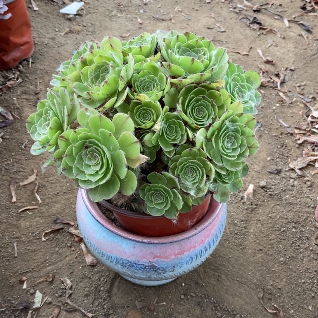 无花朵2号链接万圣节的拉斯井