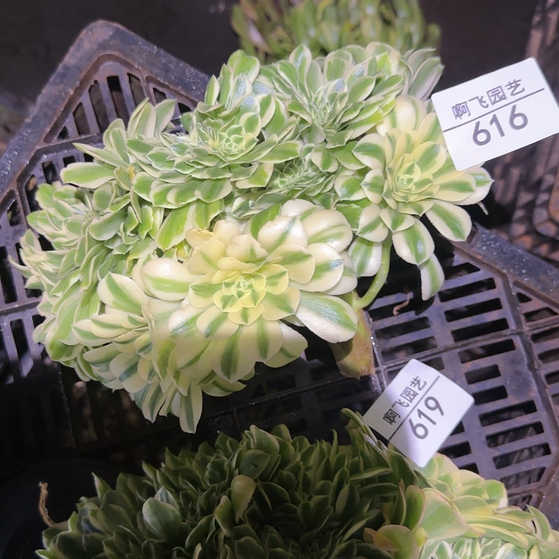 我***过616多肉 中奖法师一颗