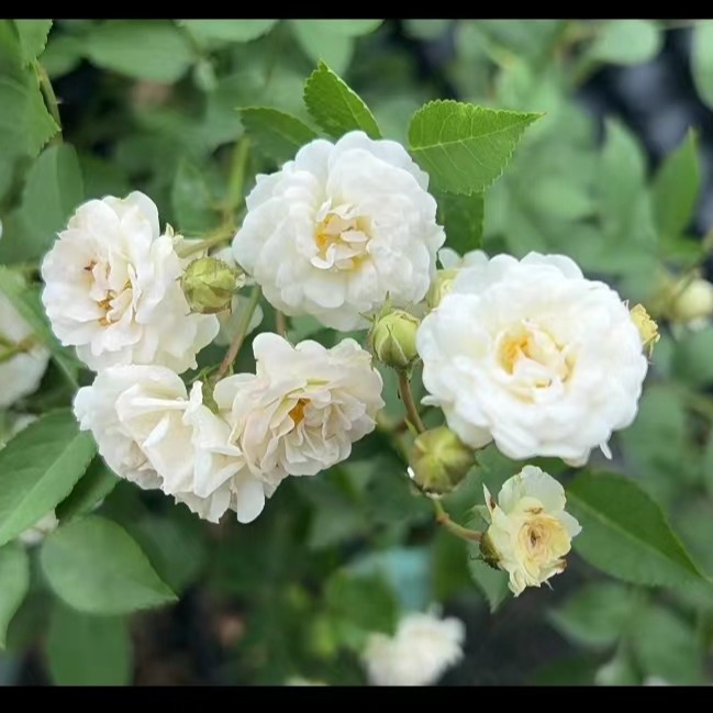 玫瑰大叔 雪莹 超微勤花丰花多头开放耐开花量大庭院阳台花园种植