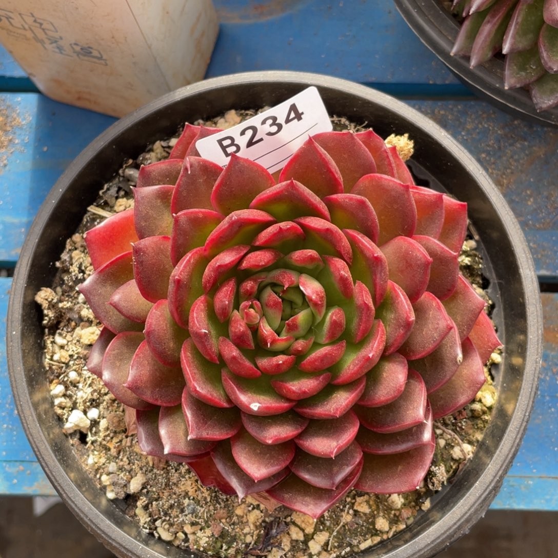 无花朵若如东云单拍B234