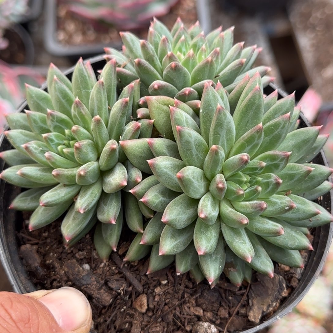 青花瓷惊鸿一物一拍包装收缩花旱