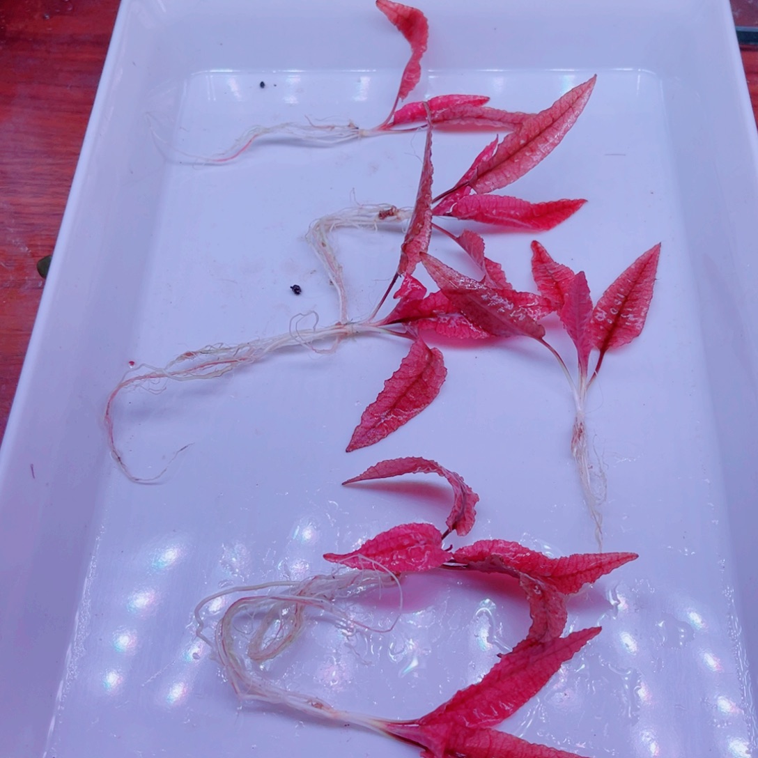 美小呆哇塞套餐一份