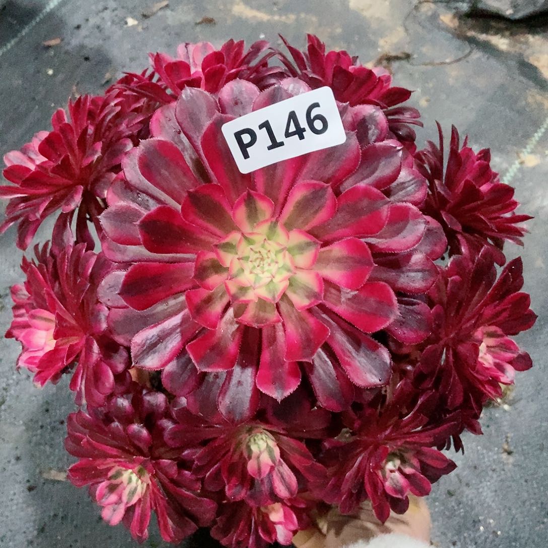 红陶146黑铜白3多肉