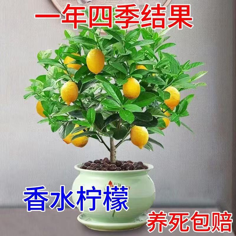 正宗广东四季香水柠檬台湾小青柠盆栽地载阳台庭院南北方均可种植