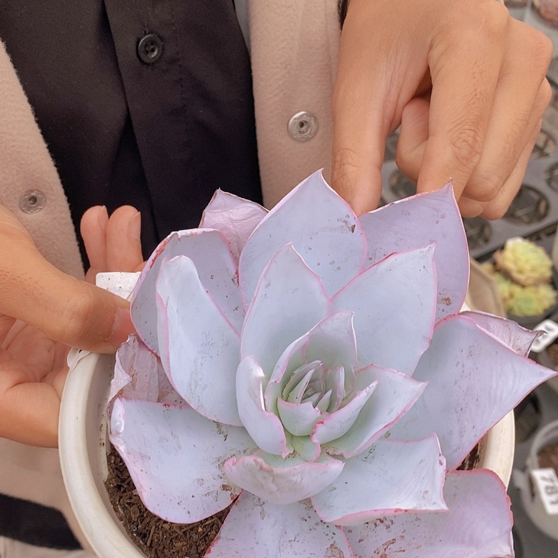 广寒宫大单头一盆