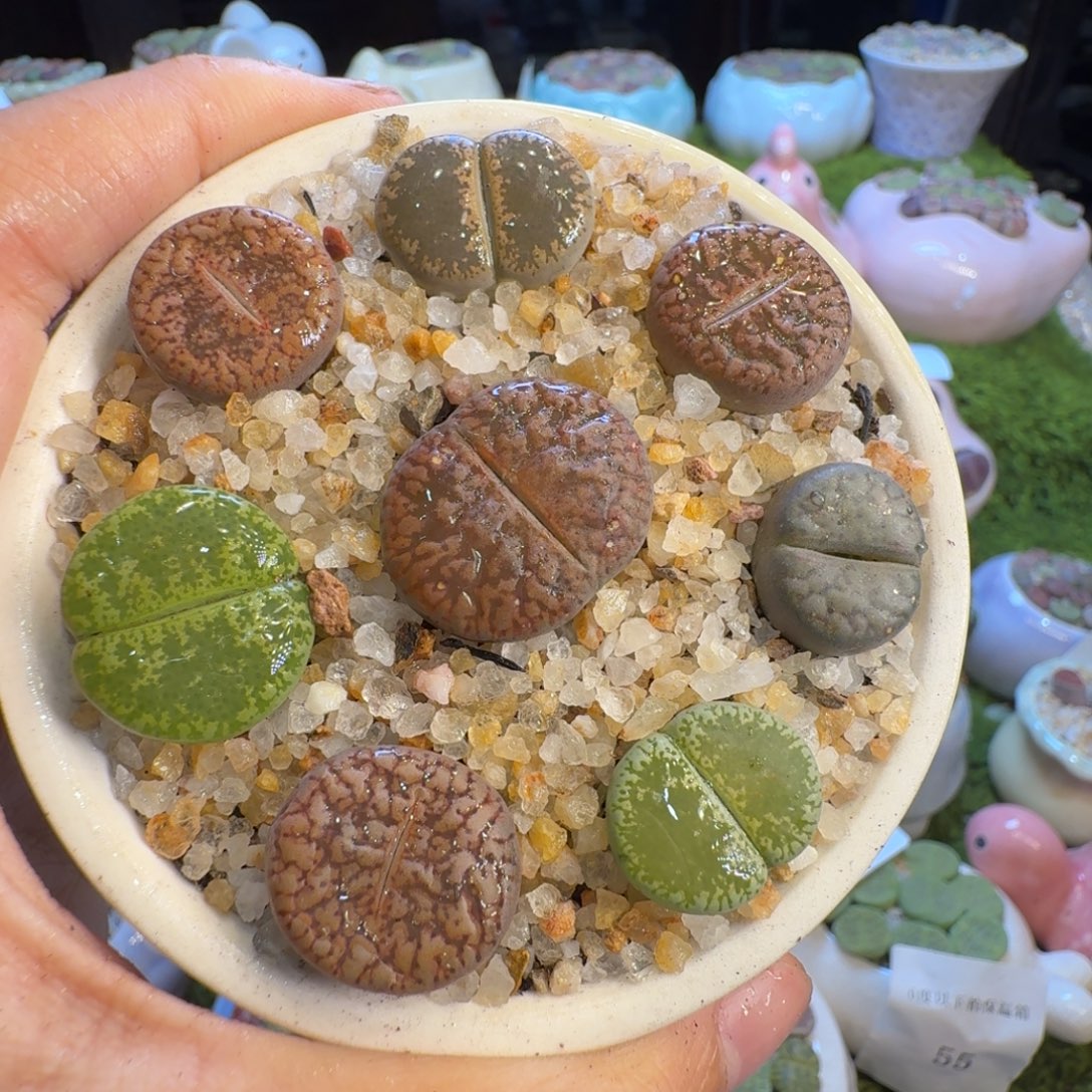 多肉植物福利冲111