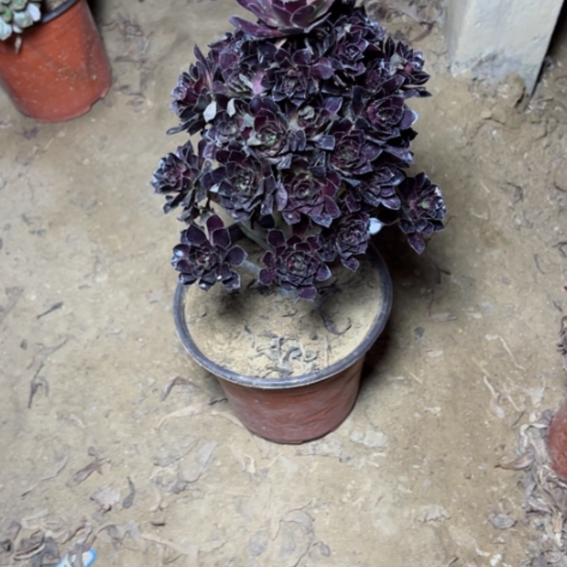 【闪购商品】黑豆89