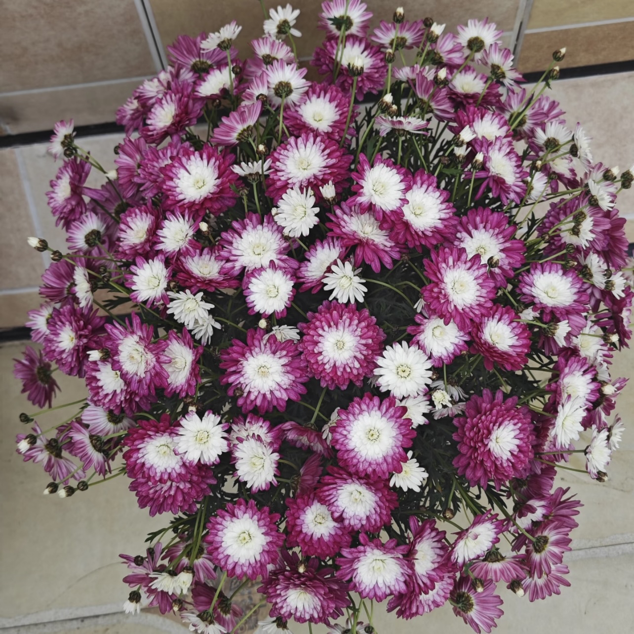 奶油草莓玛格丽特菊花盆栽多年生易爆花新手易养护