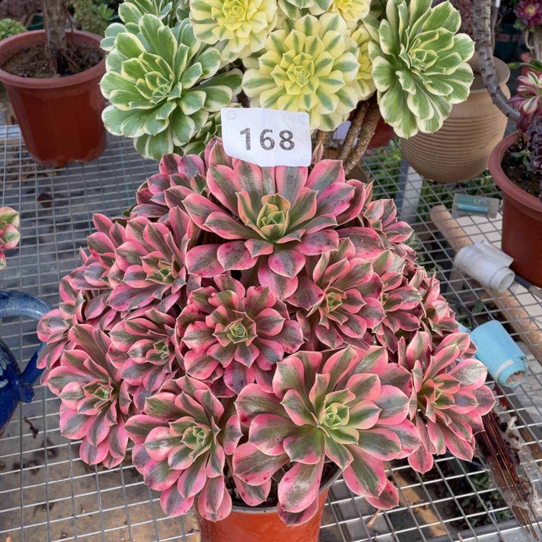 168    女妖     多肉     