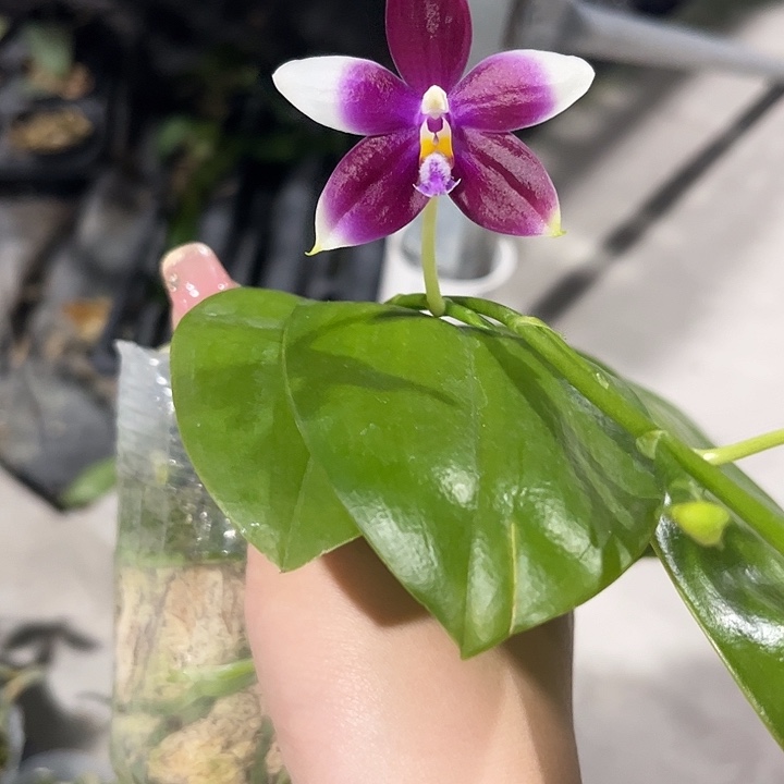 完全开放珍妮佛跳瓣