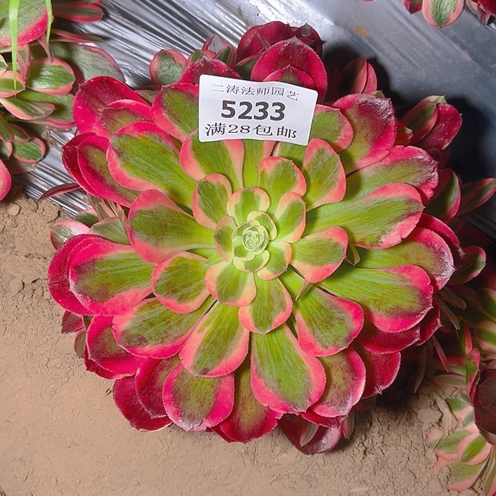 5233红女郎多肉植物2号