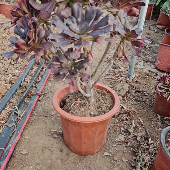 圆叶加急发货法师8