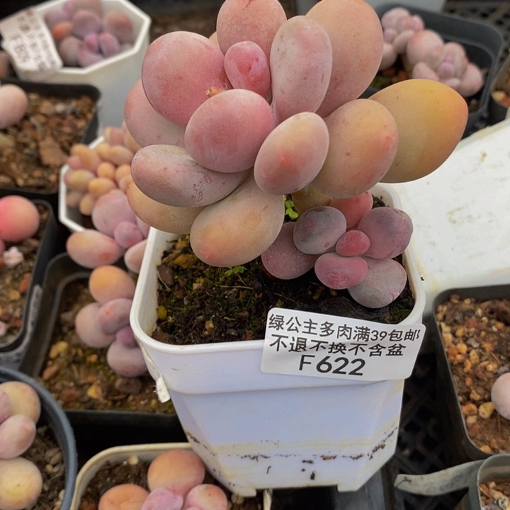 蛋黄奶老桩622多肉植物