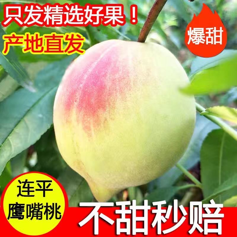 【现货】正宗连平鹰嘴蜜桃8斤果王包邮现摘现发