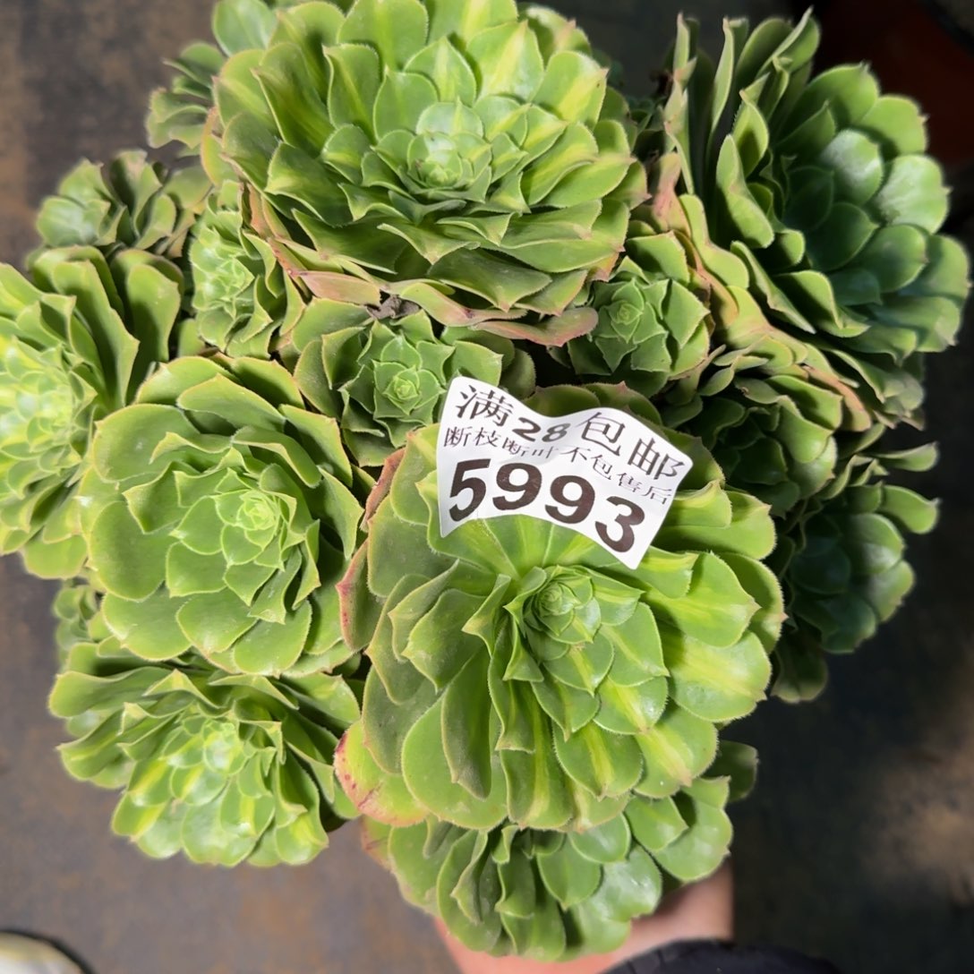 5993琉璃不包断枝