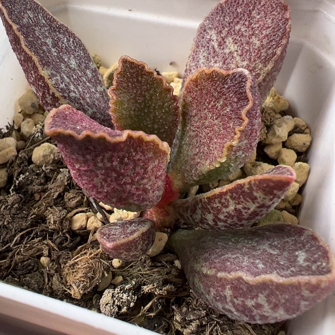 青龙水泡多肉植物