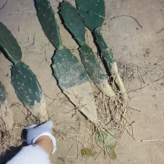 宇***生黄大刺三科脱土发货