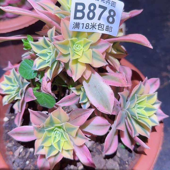 多肉法师枫叶朵朵