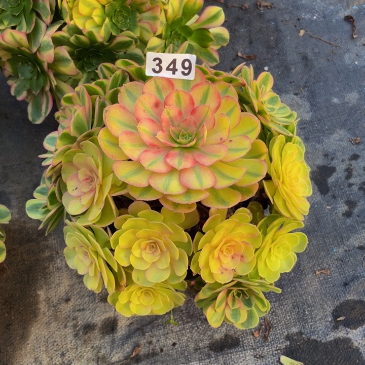 349老庄多肉法师雨荷