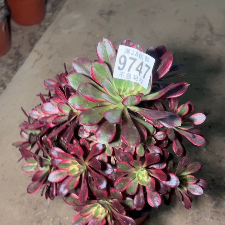 香丽多肉植物法师9747