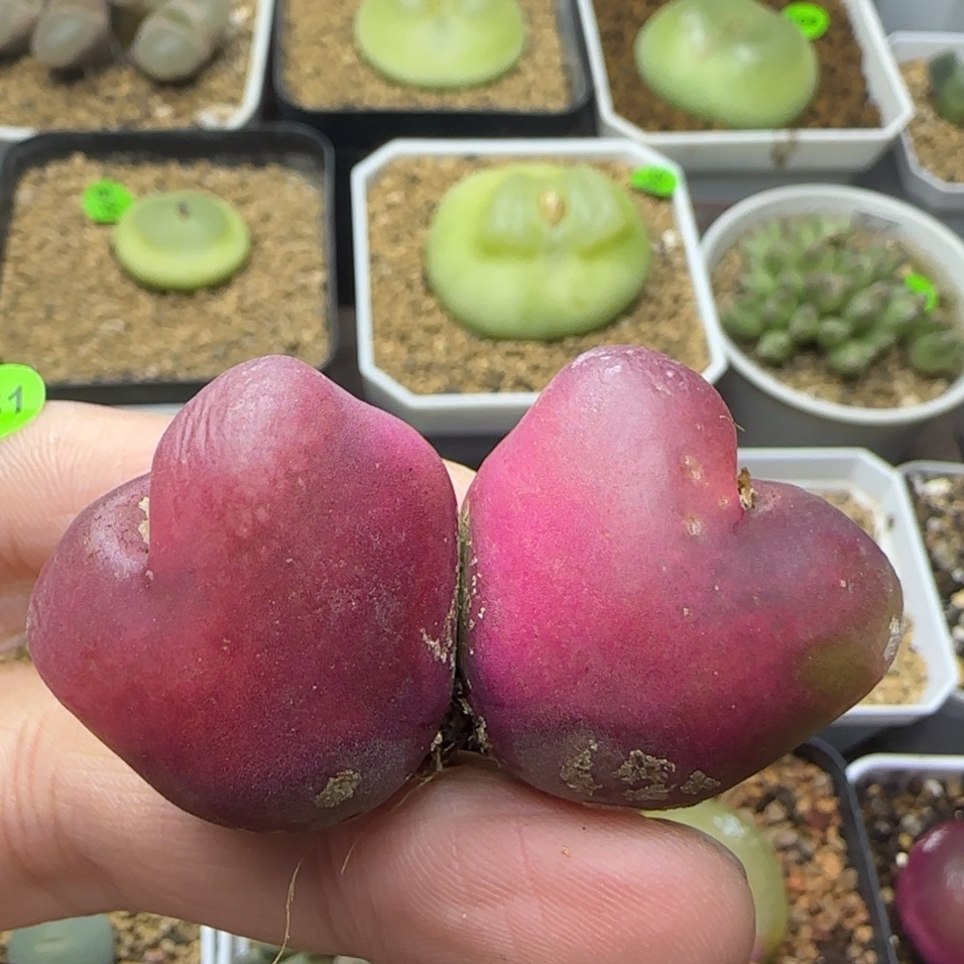 漂漂亮亮多肉植物106