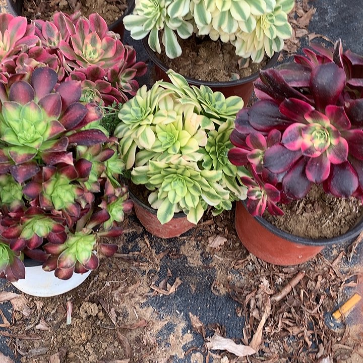 形**只多肉植物六颗组合有砍10