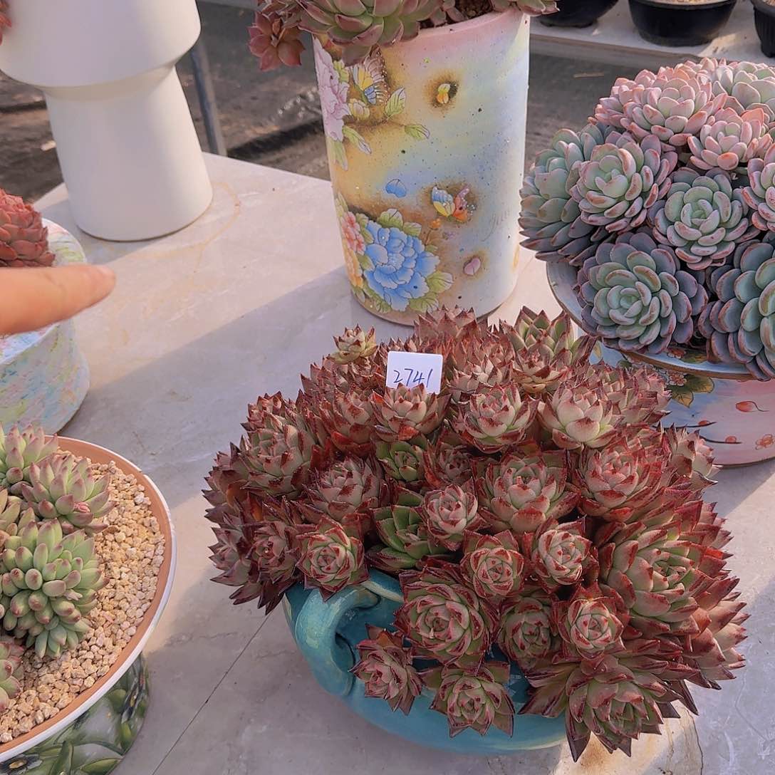 前**事2741东云杂多肉植物