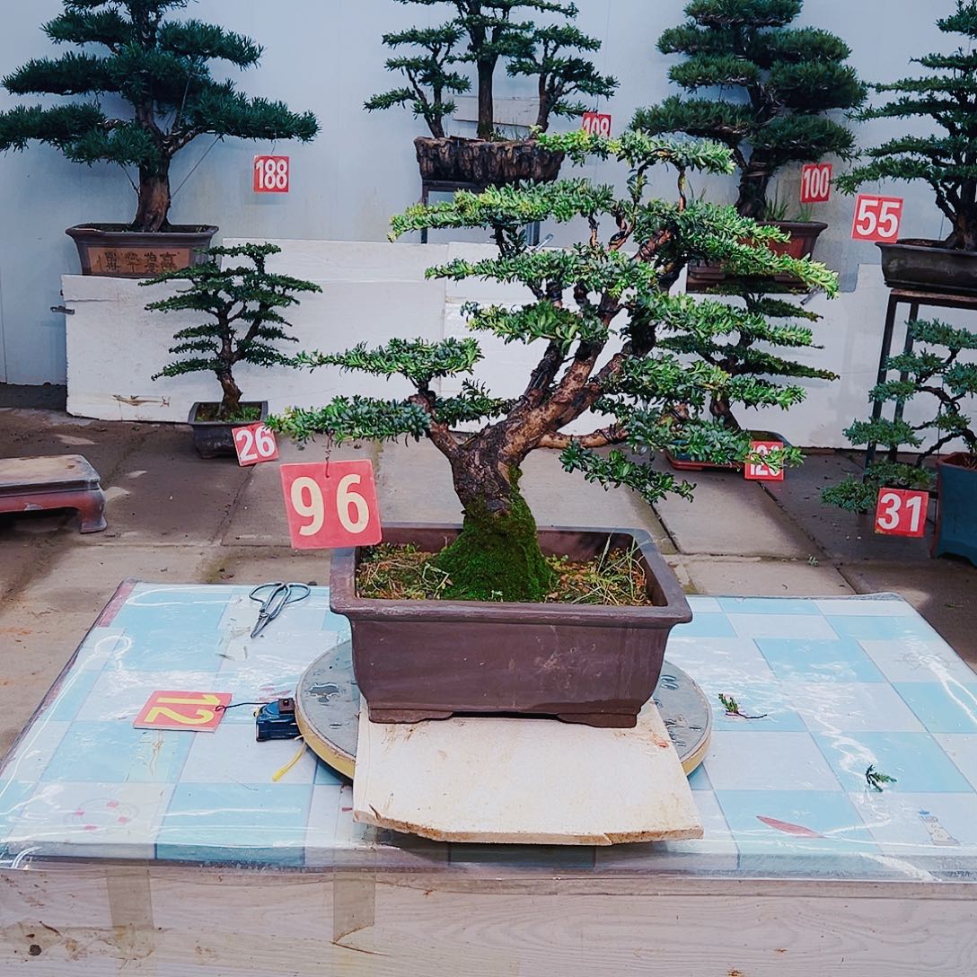 无花朵罗汉松11111111