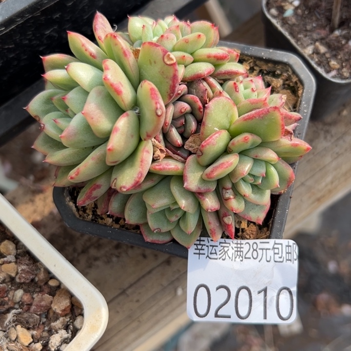 幸运儿是一位非常幸运