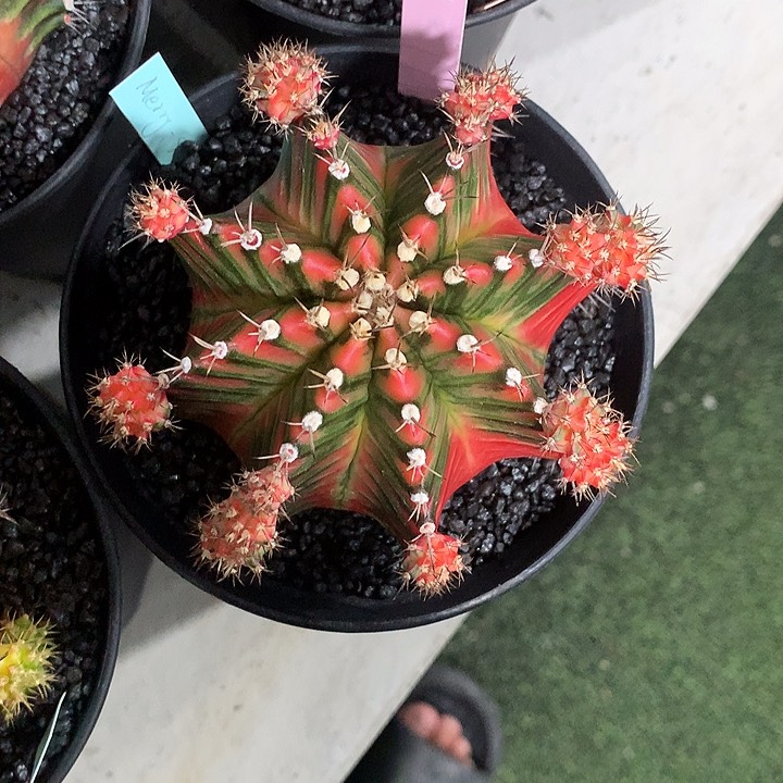 55-0421泰国发货多肉