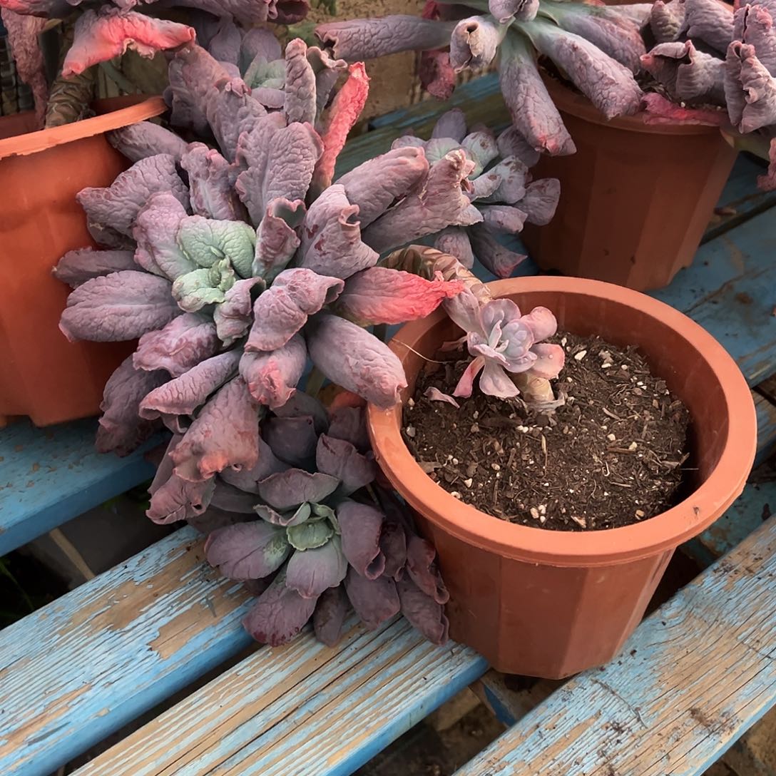 荔***眼男爵裸根发货。       