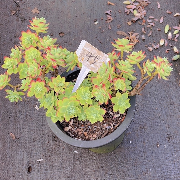 灵****00000000000000045