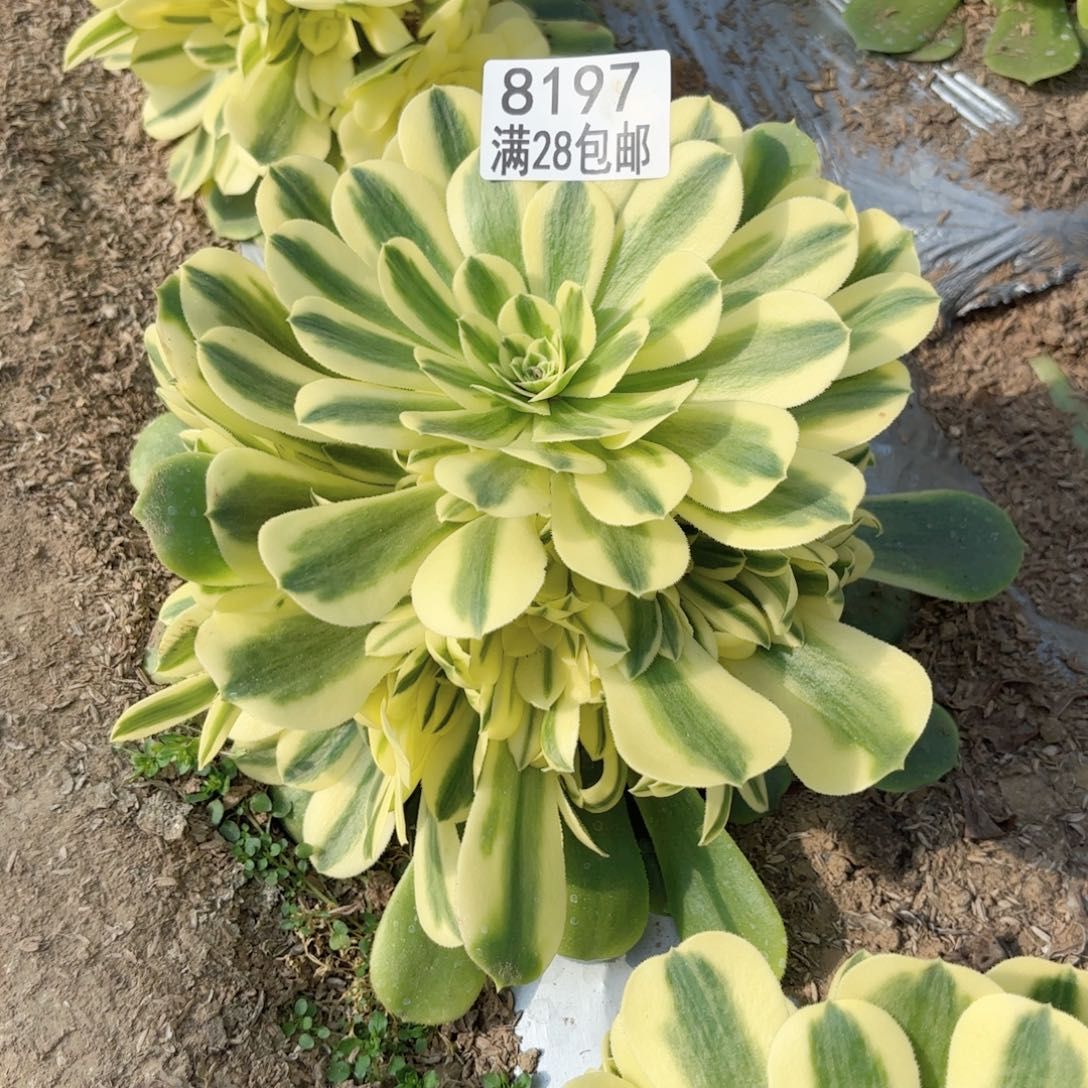 E.   8197辛尼雅多肉