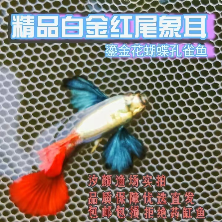 精品满鳞白金红尾象耳鎏金花蝴蝶孔雀鱼白金象耳热带小型观赏鱼