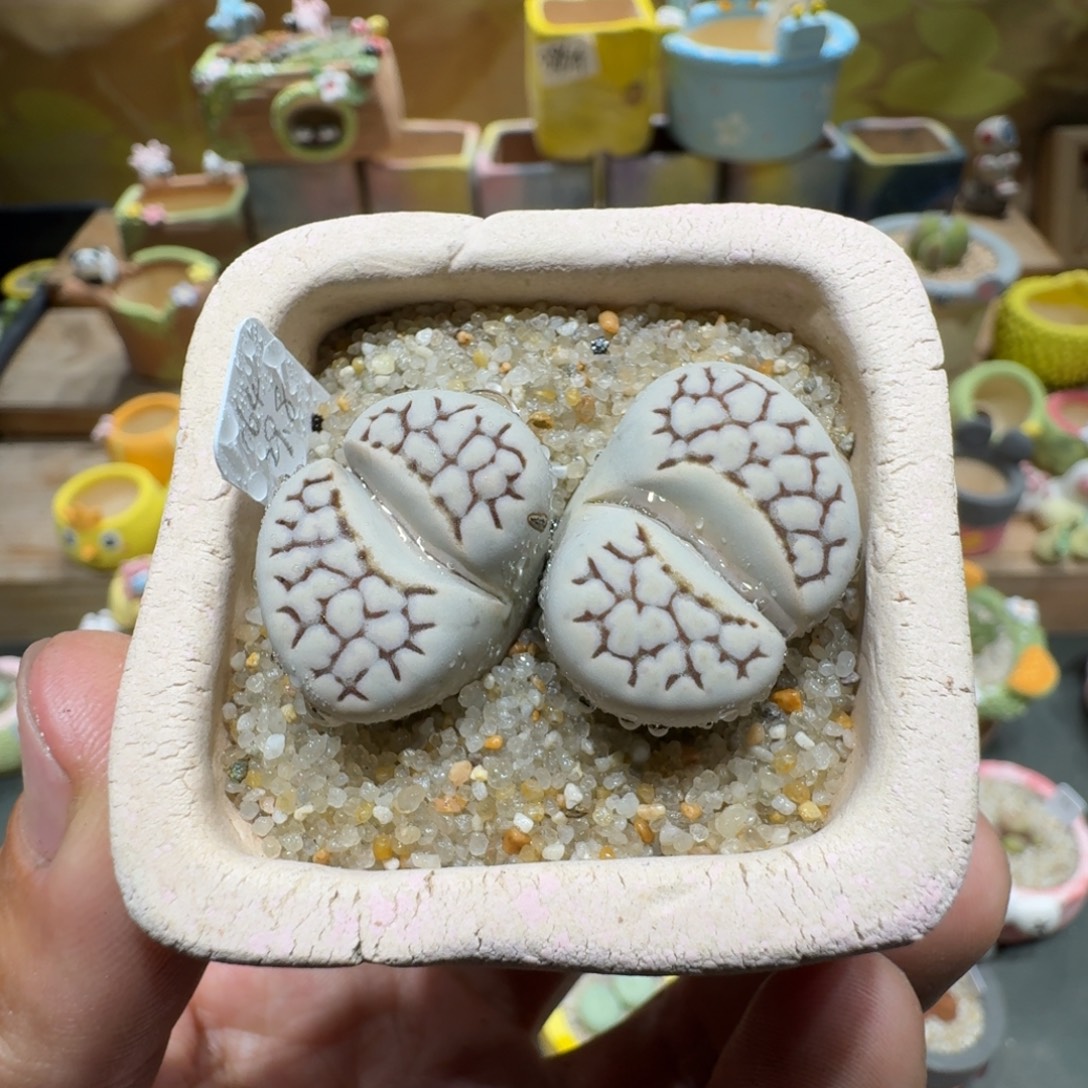 蘑菇1303网纹寿丽多肉植物