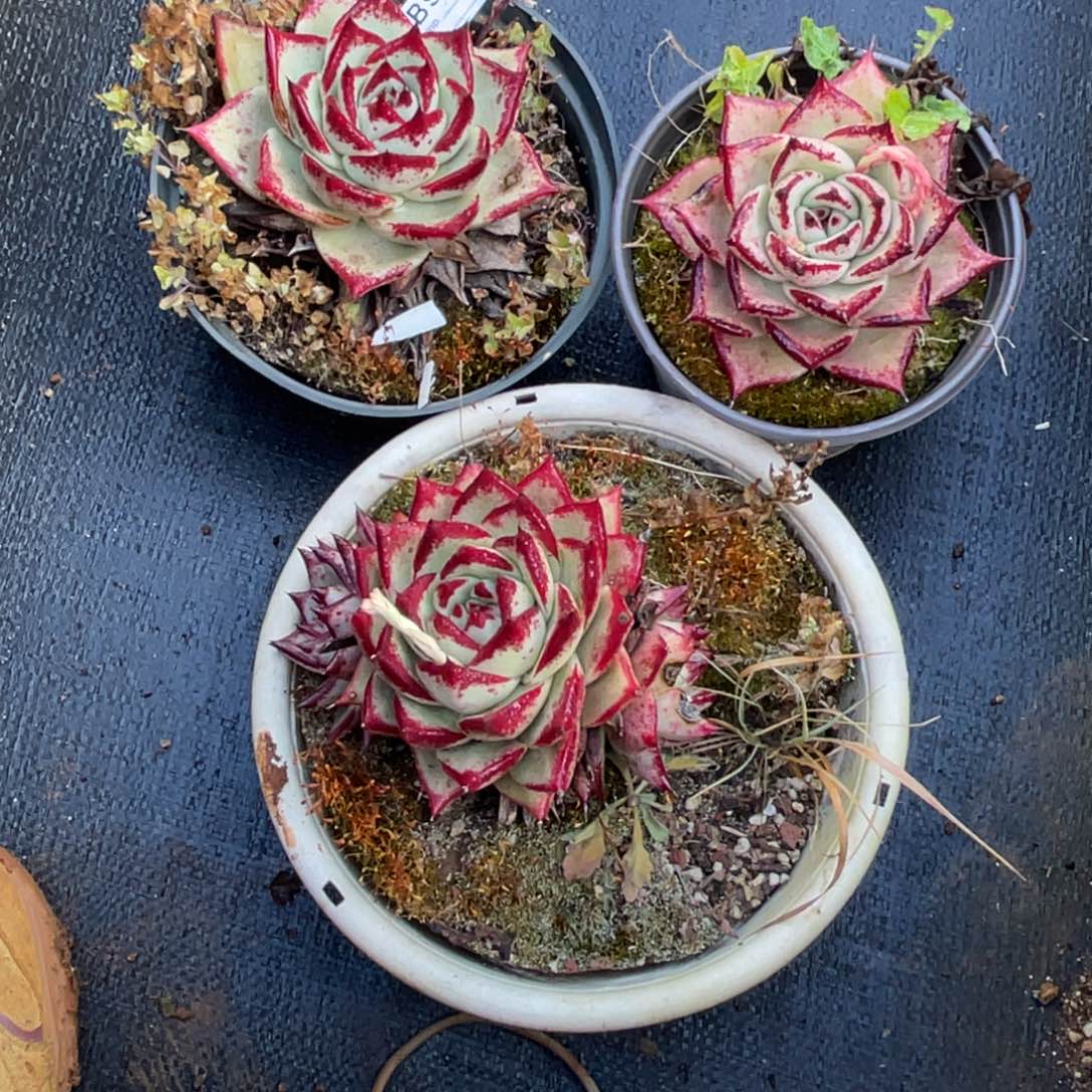 无花朵若如东云组拍B912