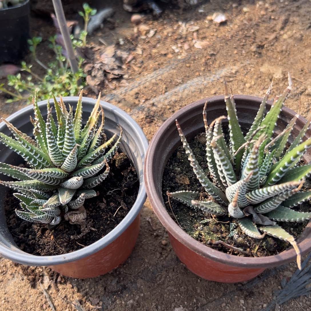 多破四座无言星欲稀我