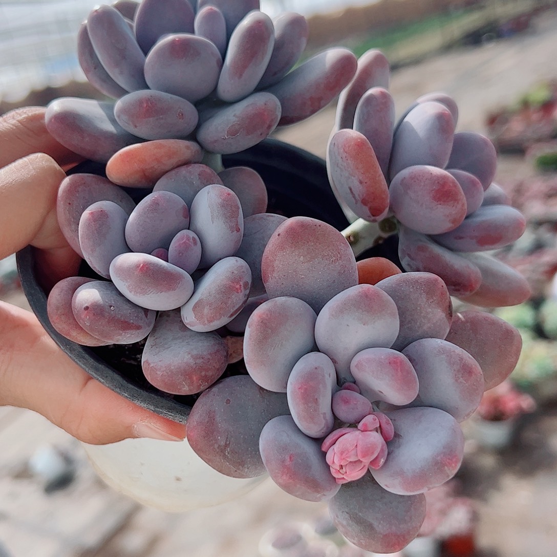 桃美人多头造型精品特价