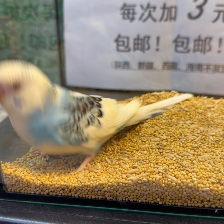 虎皮鹦鹉大头虎皮鹦鹉
