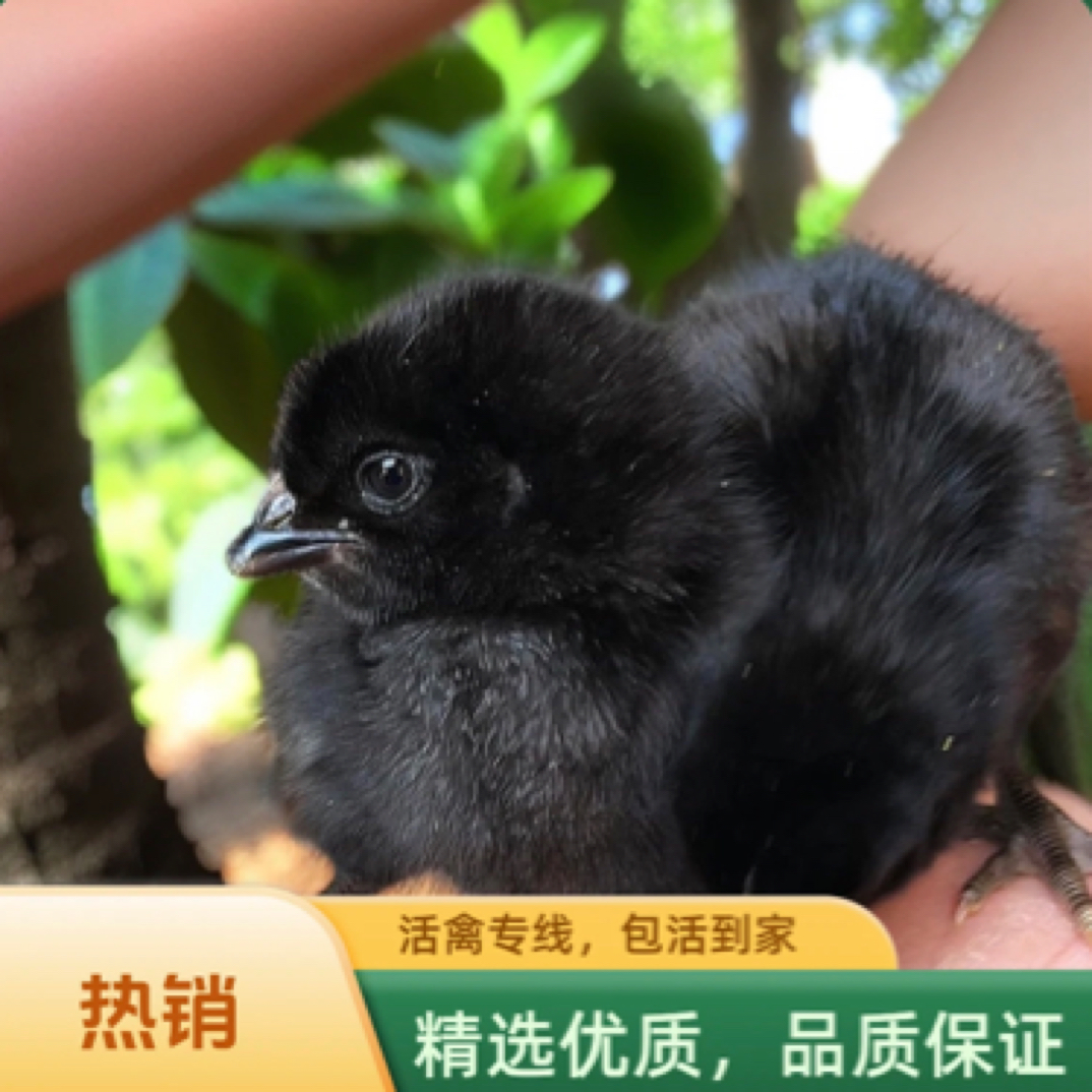 宠物鸡五黑鸡绿壳蛋包邮包活到家