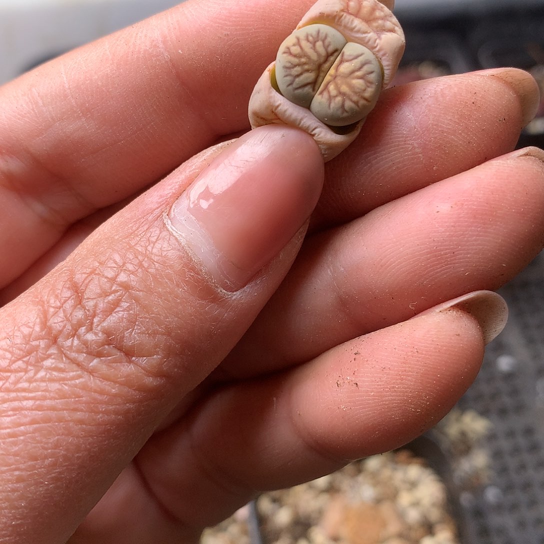 K307多肉植物保护研究所