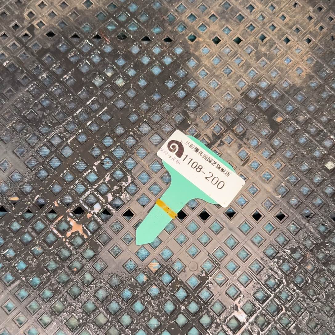 从前慢多肉精选超过1108.200