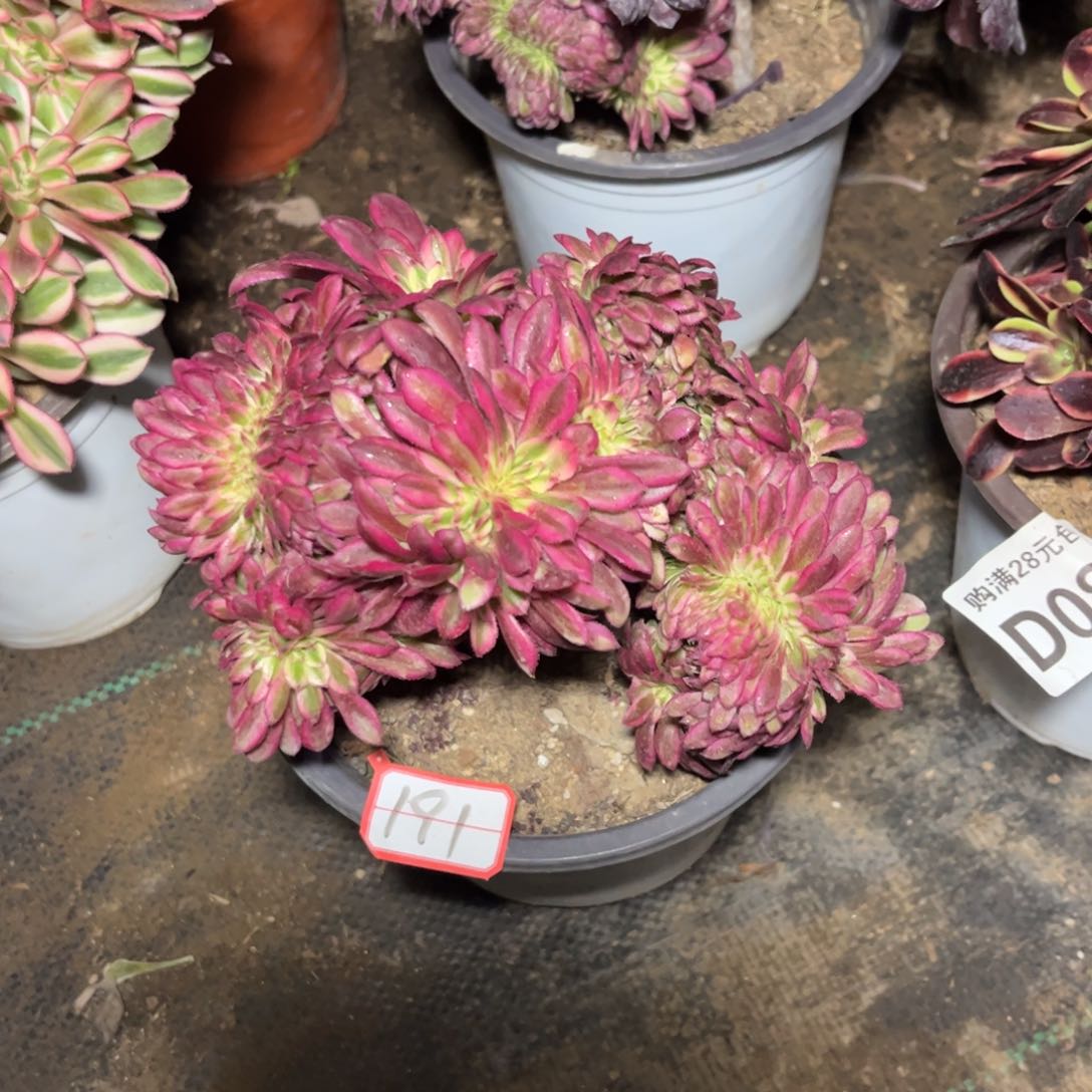 191多肉植物舞天姬缀