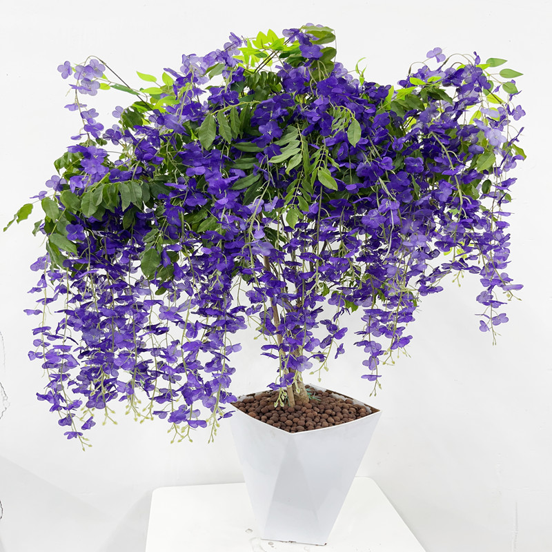 紫藤花苗当年开花品种多好成活适合盆栽地栽爬藤植物