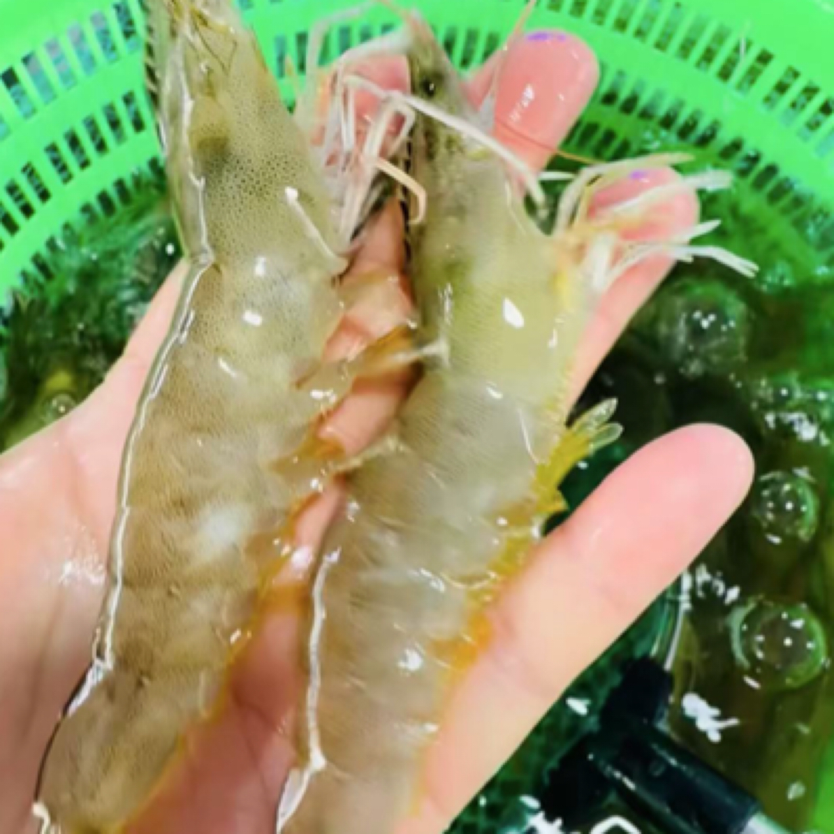 海白虾虾池直供（保鲜不保活）