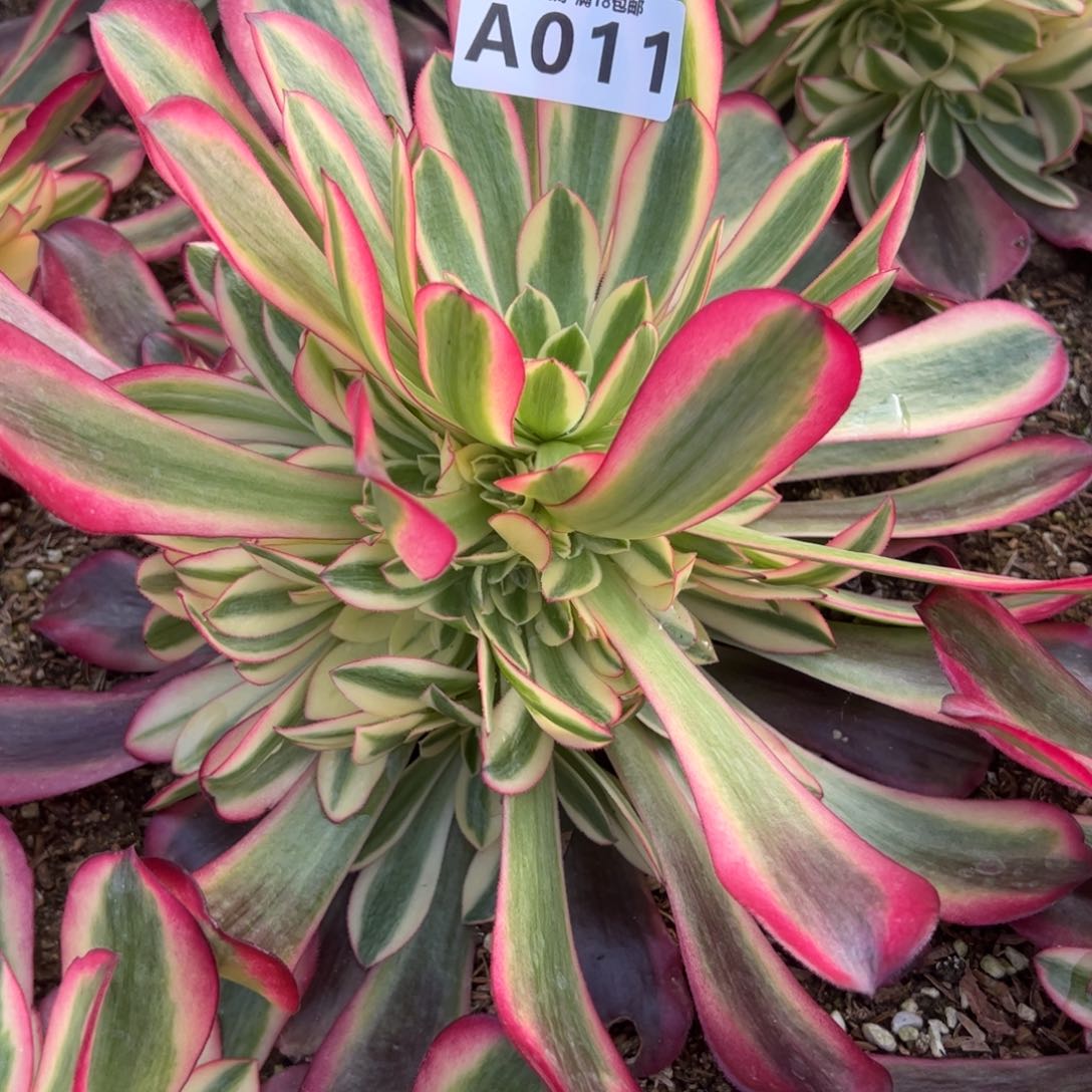 011美杜莎多肉植物