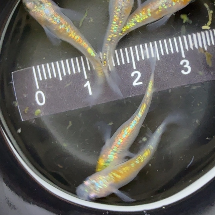 青鳉鱼克拉斯，6号青鳉