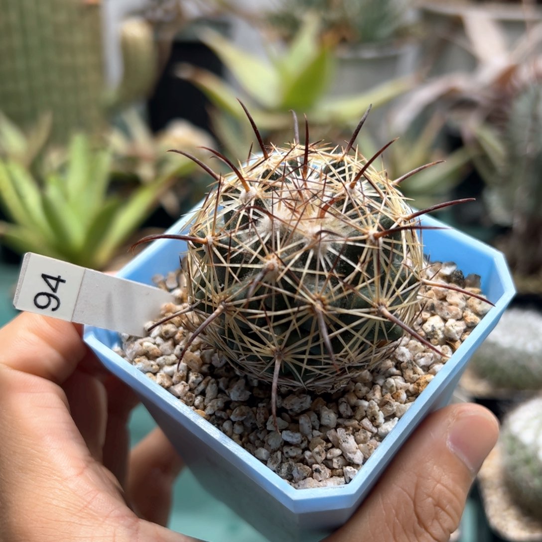 实生顶花 脱土发货多肉植物脱土发货